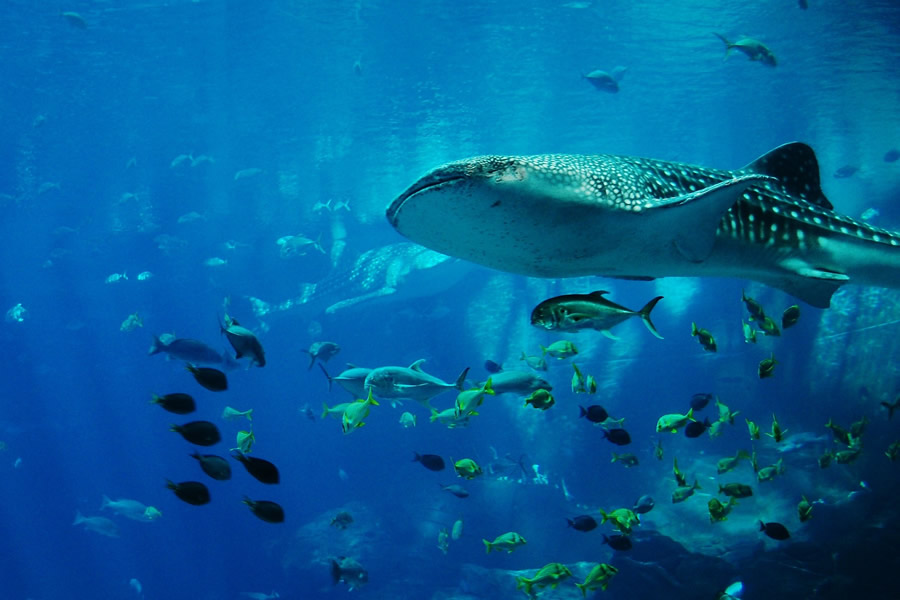 whale-shark-281498_1920